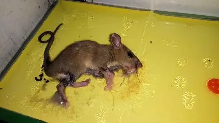 Magpow Mouse Rat Libro adesivo Scarafaggio Controllo zanzare Carta adesiva Colla per insetti Trappola